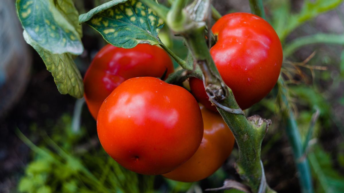Ianu Arius
pomidory, pomidor, szklarnia, owoce, warzywa, organic, ekologia, naturalny, czerwony pomidor, czarny pomidor, zielony pomidor, uprawa warzyw, zdrowe jedzenie, natura, farma, ekologiczna farma, jedzenie, jarzyna, zdrowa, salada, swiezy, dieta, wegetarianin, izolowany, rolnictwa, feuille, nieugotowany, macierzystych, zdrowie, witamin, soczysty