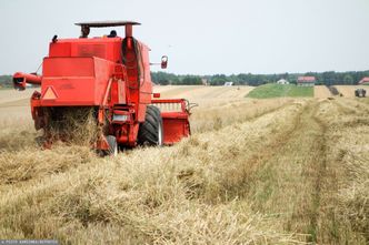 Na rynku brakuje słodu. Grupa Żywiec zwraca się do rolników