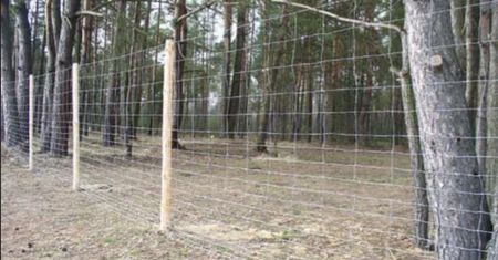 Walka z ASF. Powstaje ponad stukilometrowy płot