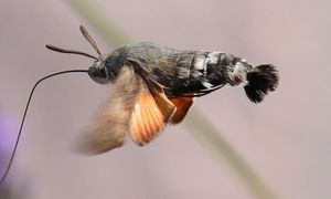 Docierają do Polski coraz liczniej. Zachowaj spokój, gdy się zbliżą