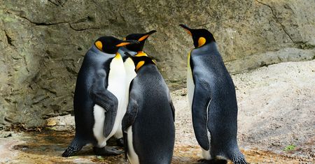 Mówią, że Linux ma już 3% rynku. Czy chcecie Linuksa w bazie dobrychprogramów? #sonda