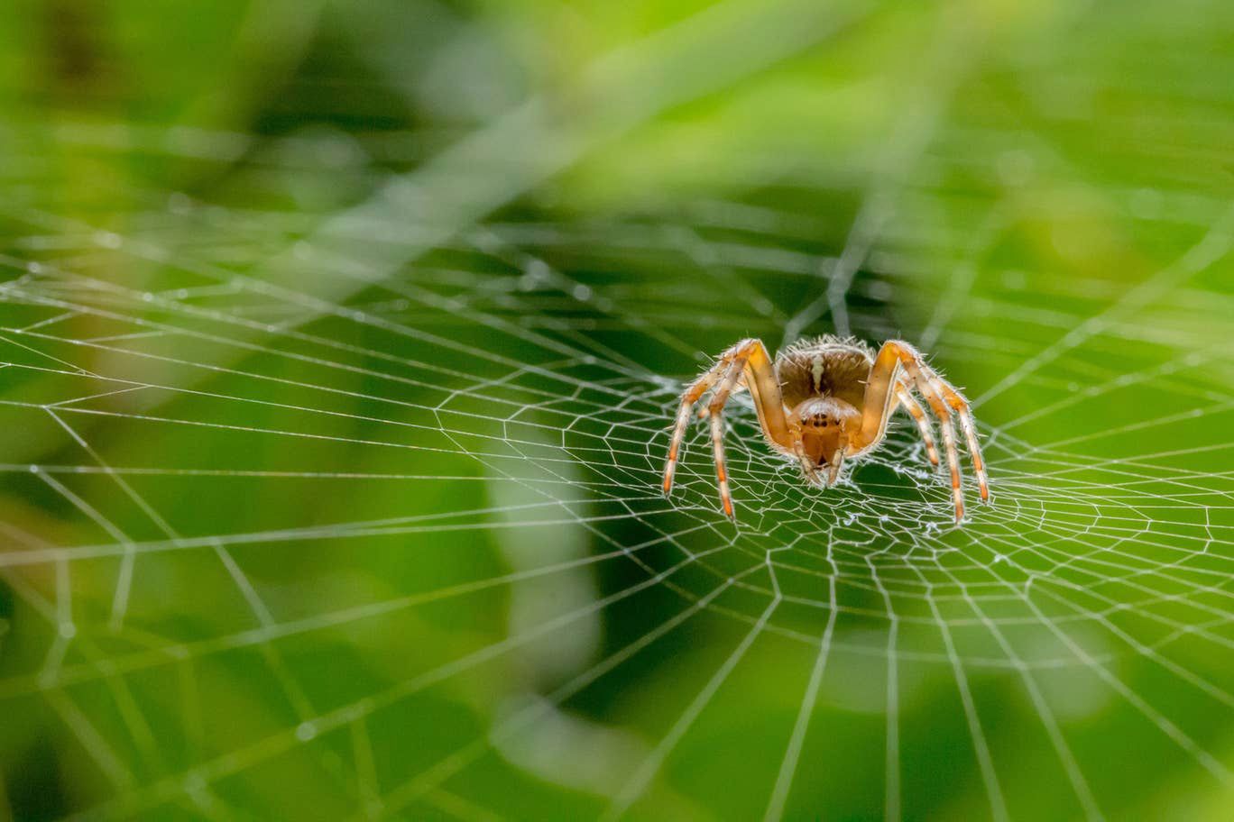 British Wildlife Photography Awards 2019: zdumiewające zdjęcia przyrody 3