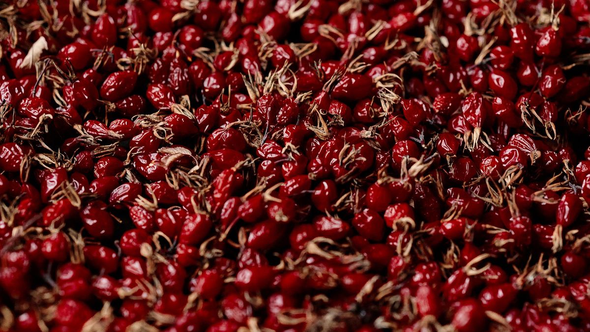 Dzika róża może złagodzić bóle stawów