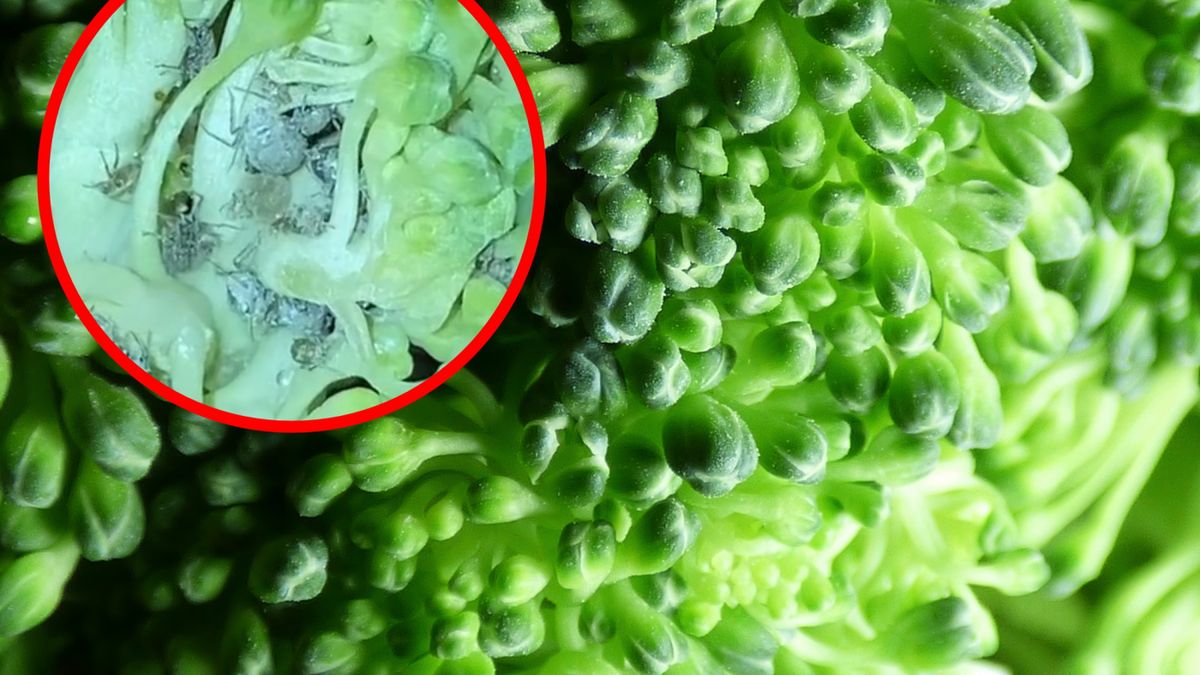 Przerażające odkrycie użytkowniczki TikToka