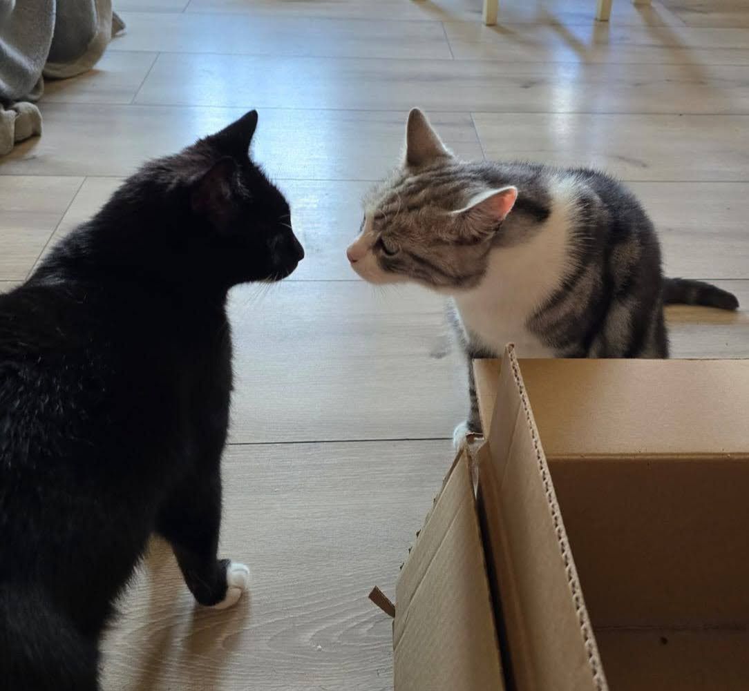 Czy koty się biją, czy to tylko niewinna zabawa, czy też chcą coś sobie przekazać?