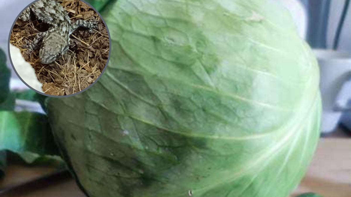 Kupiła na obiad kapustę. W domu osłupiała