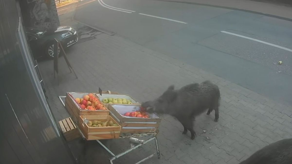 Dziki w Legionowie