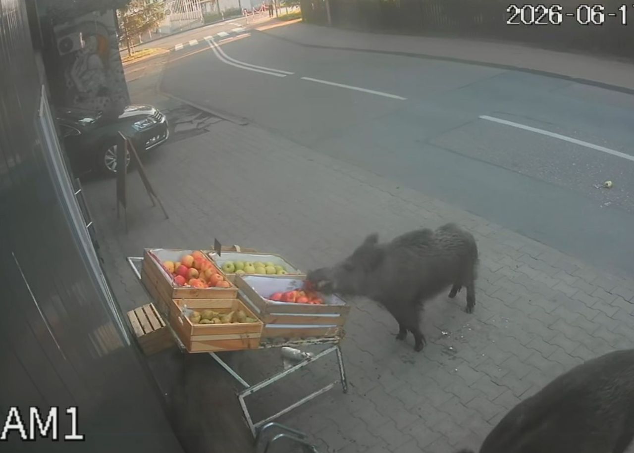 Niecodzienni "klienci" pod sklepem w Legionowie. Urządziły sobie ucztę