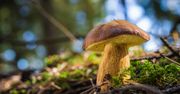 W tych miejscach znajdziesz najwięcej podgrzybków. Znają je najbardziej doświadczeni grzybiarze