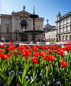 Bielsko-Biała. 30 tysięcy kwiatów odmieni miasto