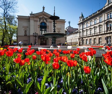 Bielsko-Biała. 30 tysięcy kwiatów odmieni miasto