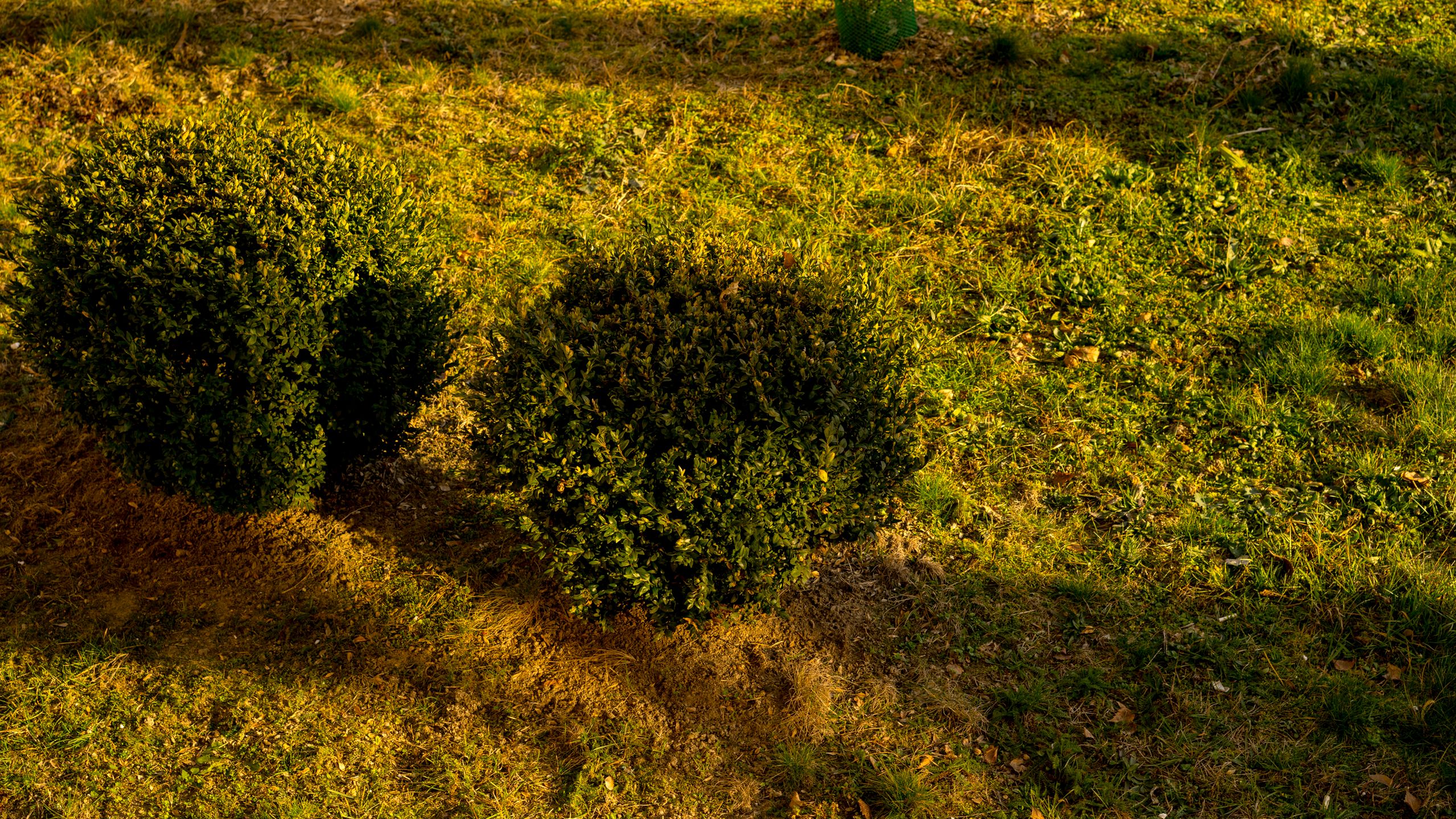 Najtańszy standard do bezlusterkowców - Industar L/D 55 mm f/2,8 13