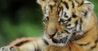 Tygrysek z berlińskiego zoo