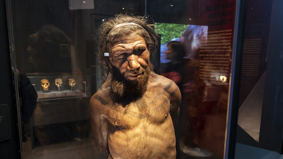 Neanderthal man at the human evolution exhibit at the Natural History Museum on 19th January 2024 in London, United Kingdom. The museum exhibits a vast range of specimens from various segments of natural history. The museum is home to life and earth science specimens comprising some 80 million items within five main collections: botany, entomology, mineralogy, paleontology and zoology. The museum is a centre of research specialising in taxonomy, identification and conservation. (photo by Mike Kemp/In Pictures via Getty Images)