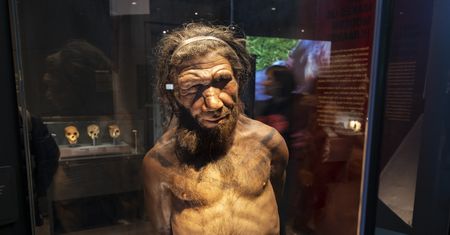 To białko różniło ludzi od Neandertalczyków. Dlatego wyginęli?