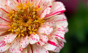 Twój ogród będzie tonął w kwiatach aż do jesieni. Te odmiany cynii są najpiękniejsze