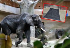 Pryszczyca szaleje w Europie. Polskie zoo wprowadzają obostrzenia