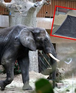 Pryszczyca szaleje w Europie. Polskie zoo wprowadzają obostrzenia