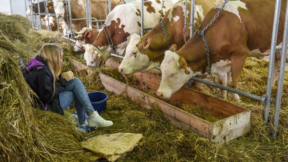 Wydajność krów mlecznych rośnie, jednak ceny ziemi szybciej