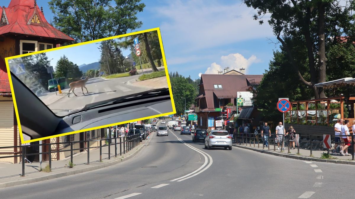 Na jednym z przejść dla pieszych w Zakopanem pojawił się bardzo nietypowy widok.