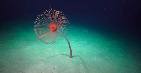 Hipnotyzujące ujęcia z głębi oceanu pokazują piękno nieznanej fauny