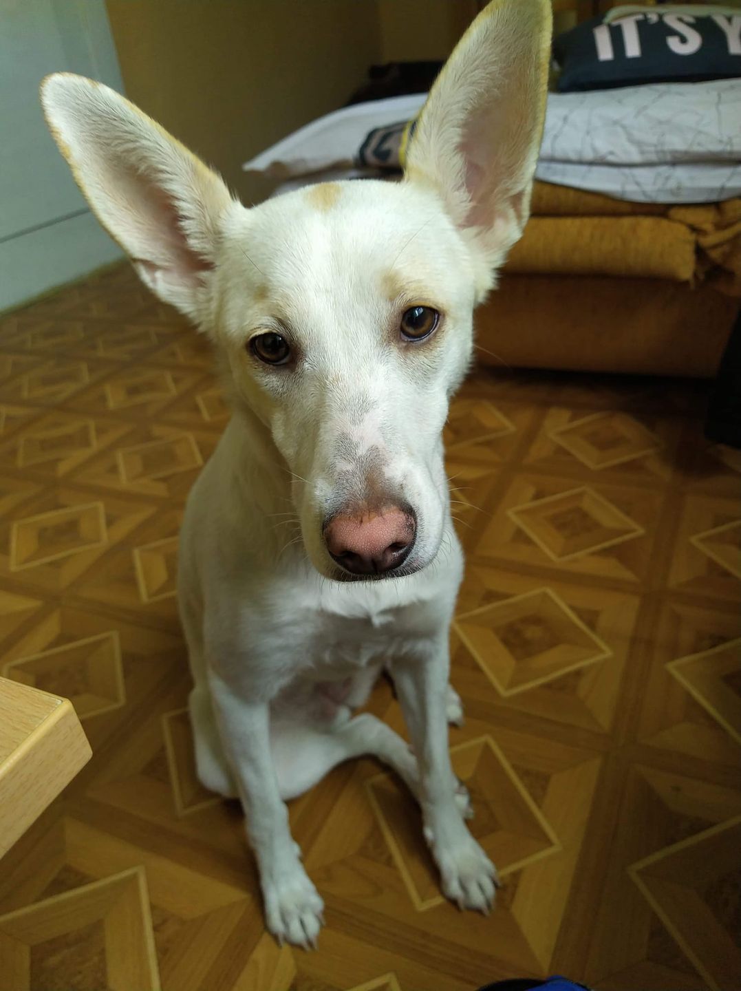 Dzień Kundelka na Pudelku