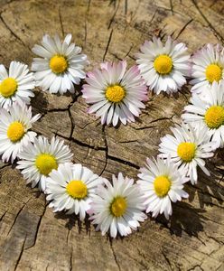 Zbliża się Dzień Matki. Nie zapomnij o najpiękniejszych życzeniach