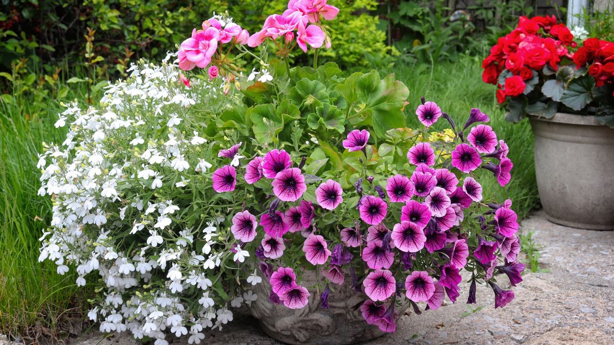 Kompozycje z pelargoniami