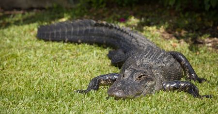 Floryda. Aligator na boisku piłkarskim. W sieci pojawiło się wideo