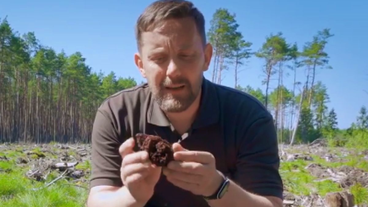 Ekspert wyjaśnił, jakich grzybów nie zbierać wiosną