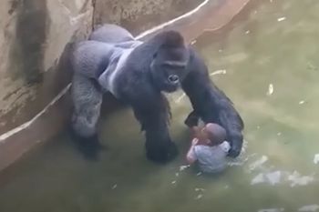 Mija 10 lat od zastrzelenia goryla Harambe. Dziwny wpis Białego Domu