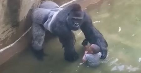 Mija 10 lat od zastrzelenia goryla Harambe. Dziwny wpis Białego Domu