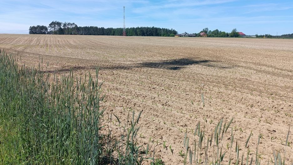 Na zdjęciu okolice miejscowości Lachowo