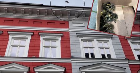 Kaczki spadają wprost na głowy przechodniów. Niezwykłe zjawisko w Bielsku-Białej