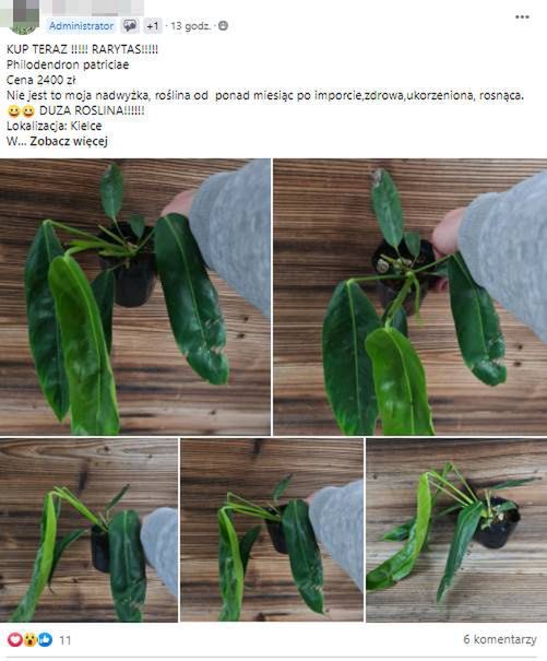 sprzedaż kwiatów