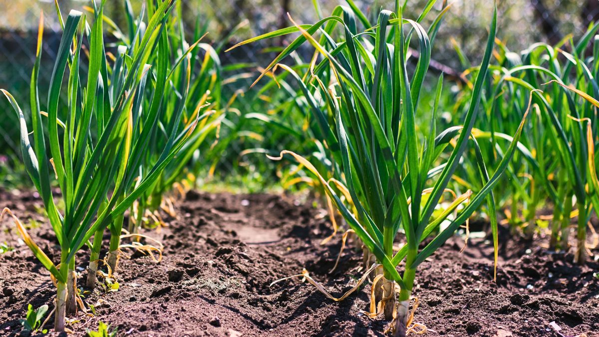 Pożółkły szczypior czosnku.