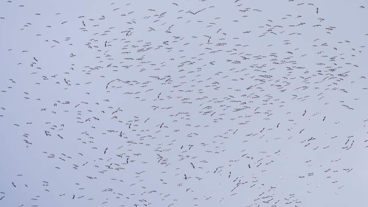 Bociany już wracają. Lecą potężną grupą 