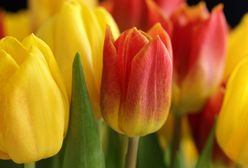 Najpiękniejsze życzenia na Dzień Kobiet. Tradycyjne i ze smakiem