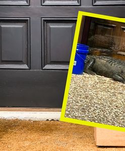 USA. Usłyszała pukanie do drzwi. Za drzwiami czekał aligator