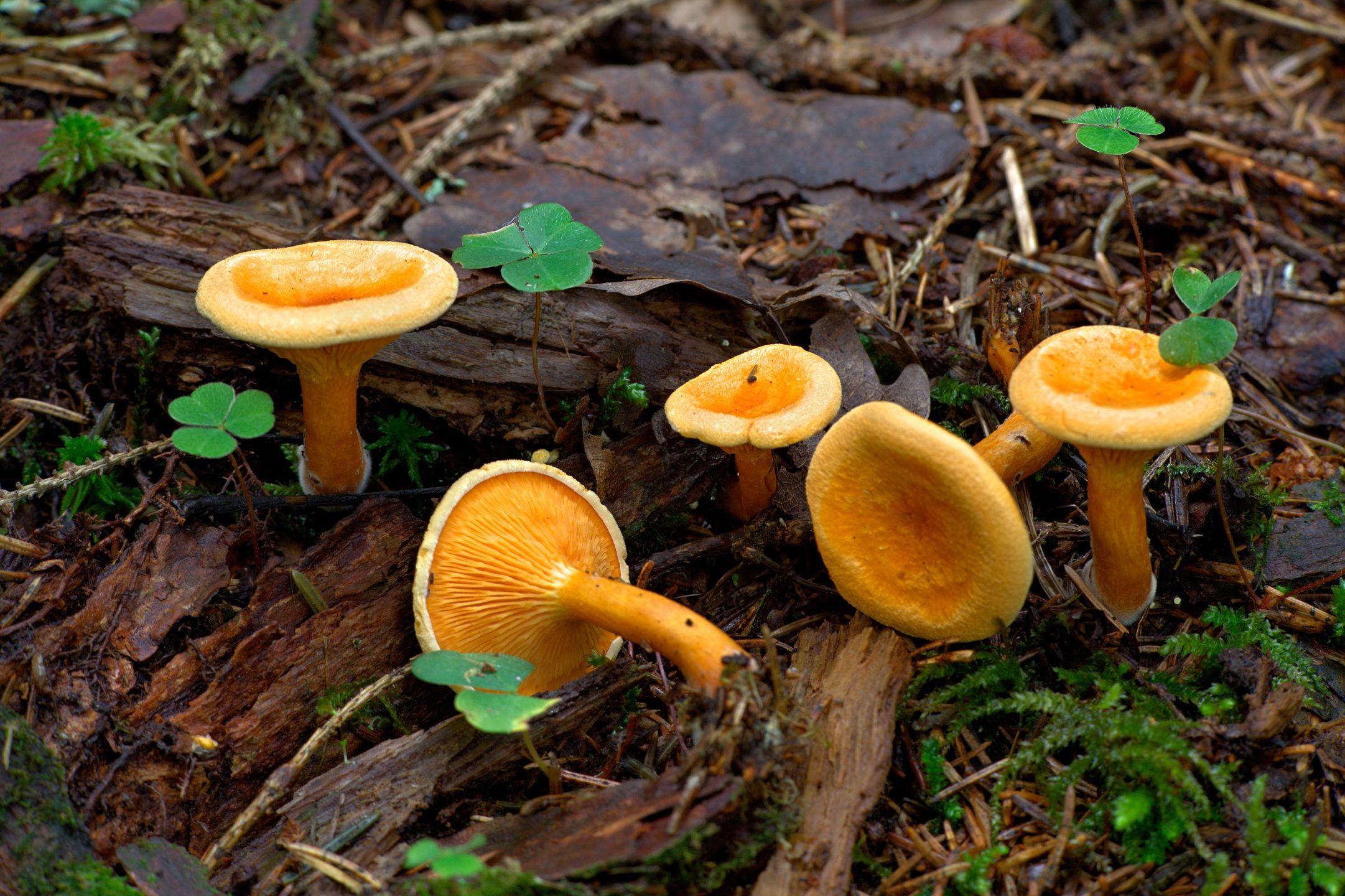 Lisówka pomarańczowa (Hygrophoropsis aurantiaca)