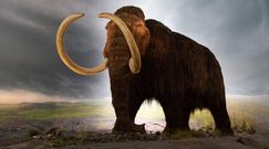 Powrót mamuta włochatego? Badacze chcą stworzyć nową hybrydę