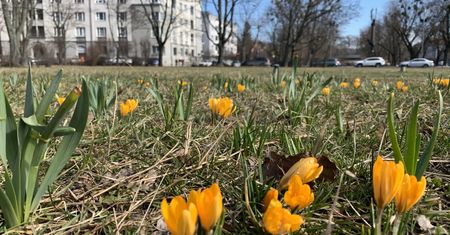 Pogoda na weekend. Słoneczny Noe przyniesie wiosnę