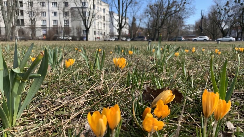 Pierwsze oznaki prawdziwej wiosny