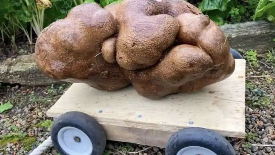 Imponujący ziemniak doczekał się wielu publikacji i zajął miejsce w wiadomościach. Teraz nowozelandzki Doug został wykreślony z Księgi Rekordów Guinnessa