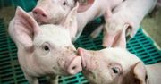 Polski sektor trzody chlewnej w górę, w tym w kluczowej grupie