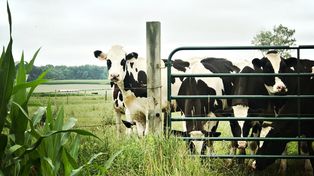 "Gang od krów". Ukradli Niemcom setki sztuk. Zatrzymano dwóch Polaków