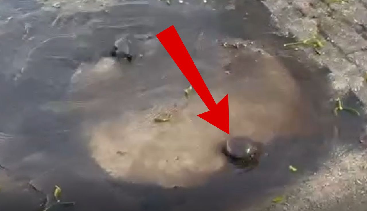 Wyszła na spacer. Nagle taki widok. Aż zaczęła nagrywać