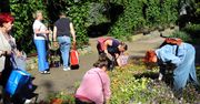 Bezpłatnie rozdawano kwiaty z Ogrodu Botanicznego w Grudziądzu. Mamy zdjęcia
