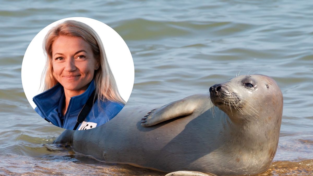 Szok, co ludzie robią z fokami nad Bałtykiem. Eksperci załamują 