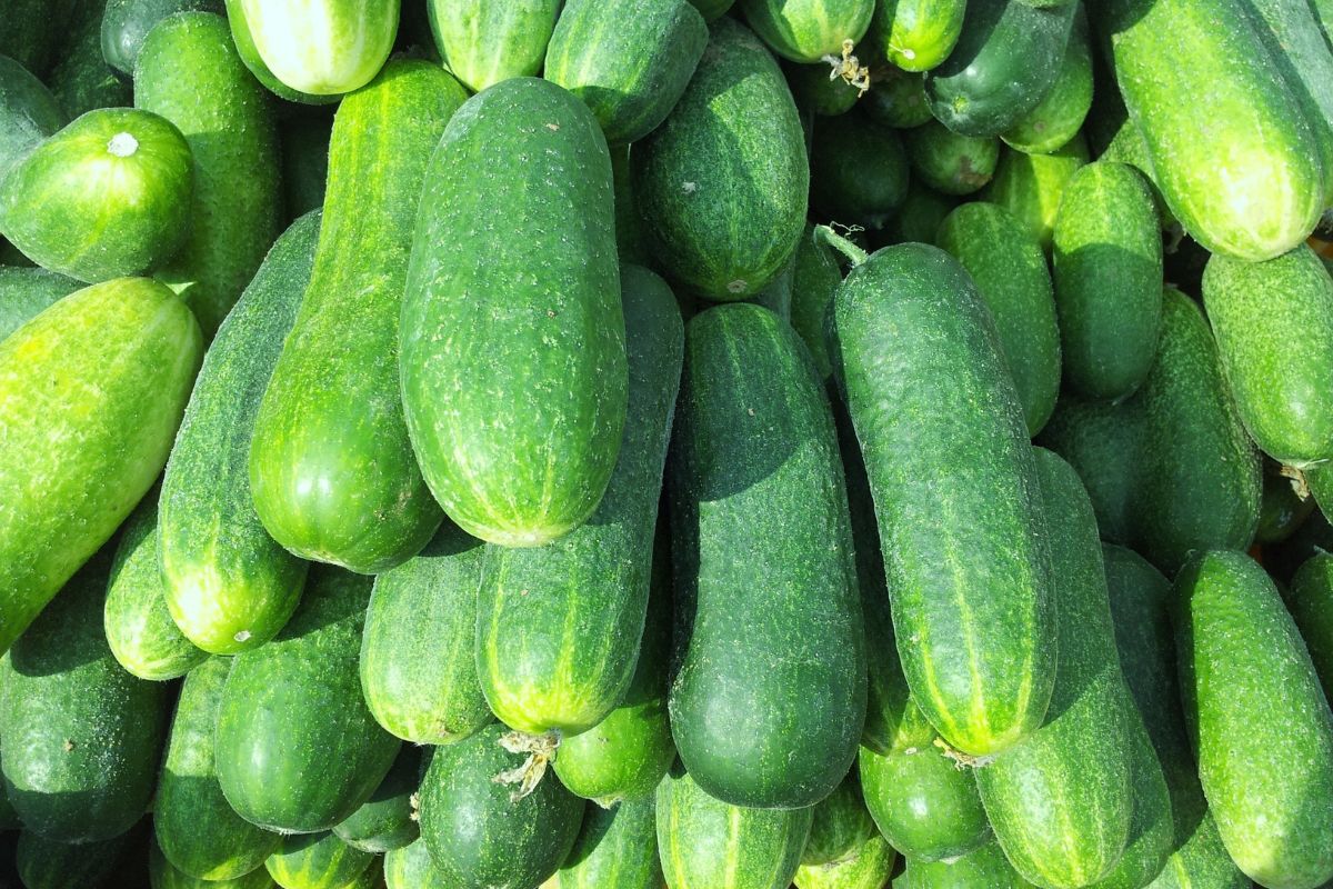 It's a shame not to take advantage of fresh cucumbers. Cucumber salad for jars is a good idea!